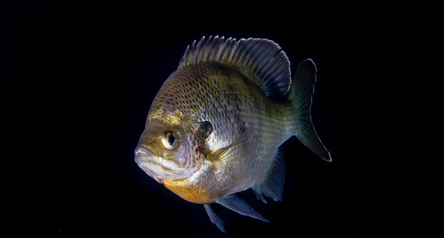 Coppernose Bluegill